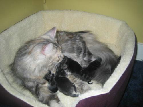 copyright: Barbara Merola