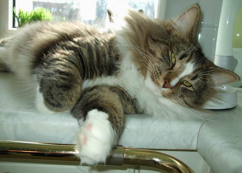 copyright: Katharina