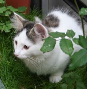 copyright: Gaby Gcke