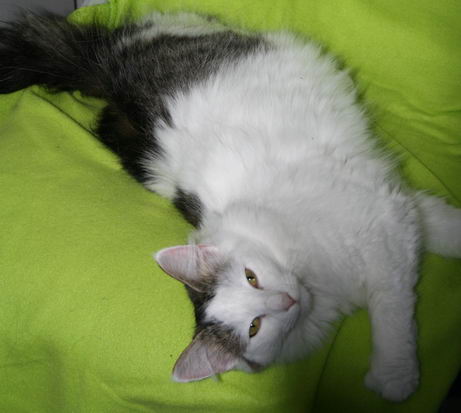 copyright: Gaby Gcke