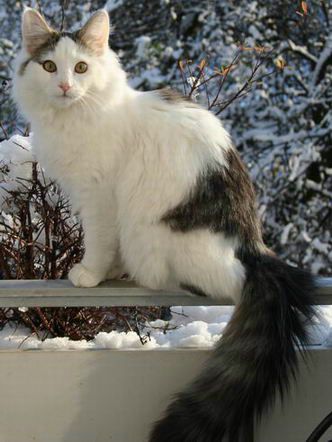 copyright: Gaby Gcke