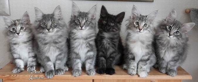 Holly, Harpo, Humphrey-Hakim, Hidalgo-Belmont, Hilde, Horatio - 11 weeks old