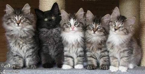 Johnny Walker, Jack Daniels, Jim Beam, Jever & Jules Mumm