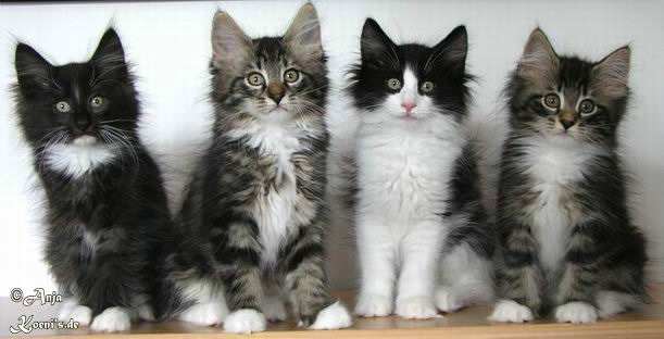 Jason, Joey, Jerry Lee & Jamilia - 11 weeks old