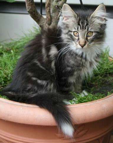 copyright: Gaby Gcke