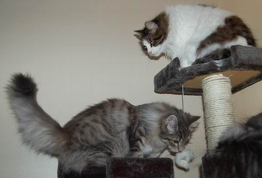 copyright: Allisson Pujol