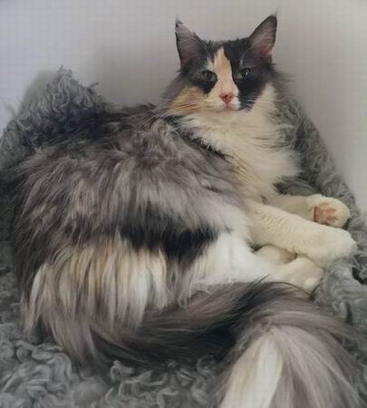 copyright: Cattery of Dandy Blue