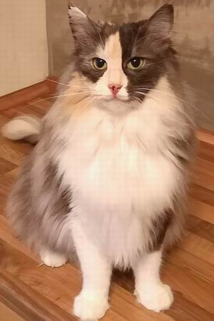 copyright: Cattery of Dandy Blue