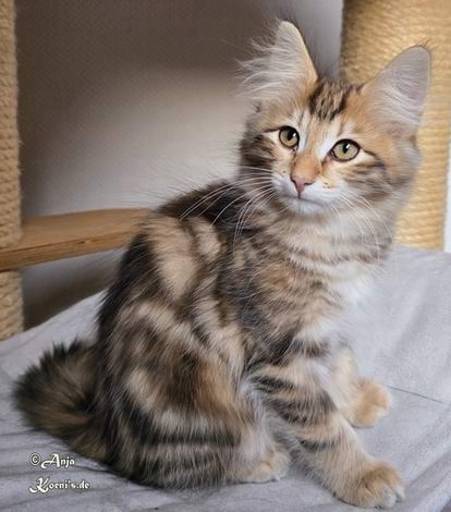 Kasimir - 12,5 weeks old