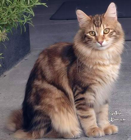 Kasimir - almost 8 months old