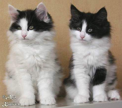 Lysander & Leonie - 10 weeks old