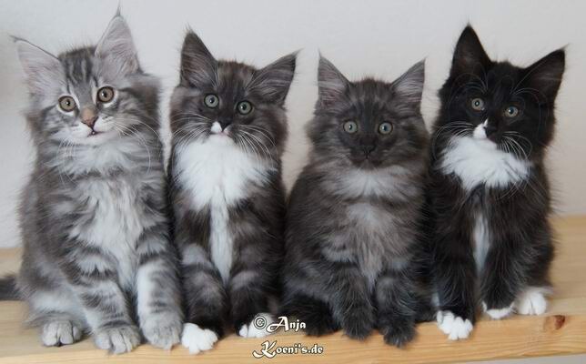 Ludwig, Loona, Lara & Laila - fast 11 Wochen alt