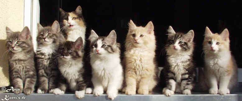 Marvin, Masha, Mephisto, Macho, Merlin, Malleea &  Malcom