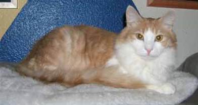 copyright: Ramona Brinkmann