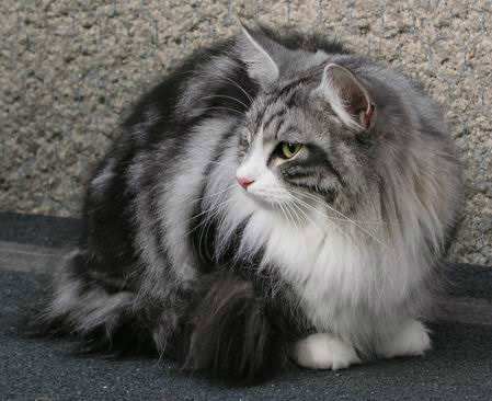 copyright: Olivier Plichon