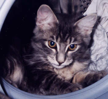 copyright: Fam. Frisch