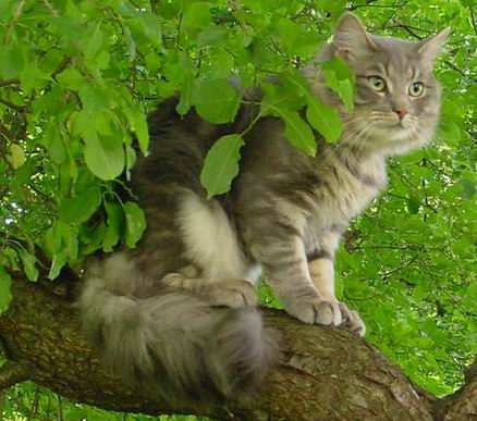 copyright: Fam. Frisch