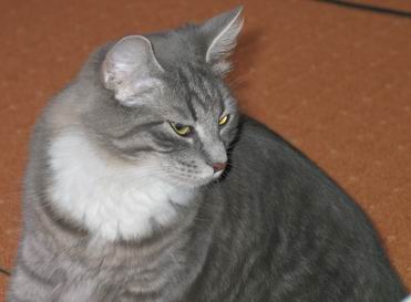 copyright: Cattery av Lisellund