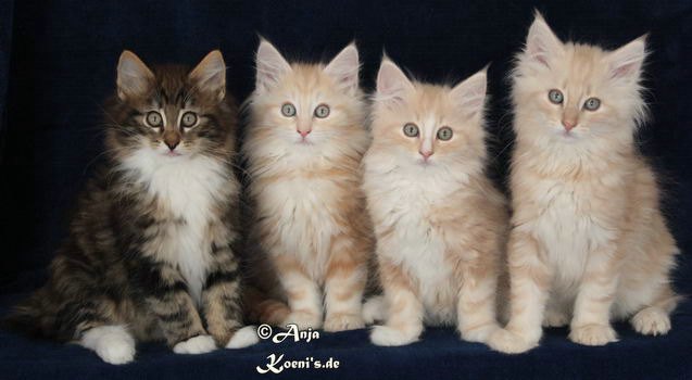 Magno, Martini, Malibu & Mojito - 71 days old