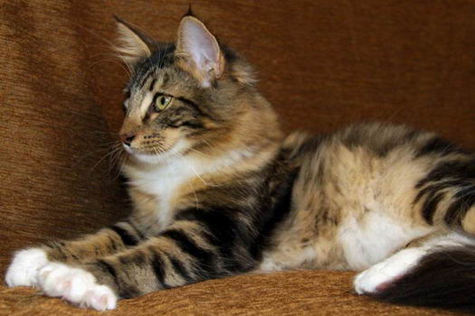 copyright: sr-fotografie