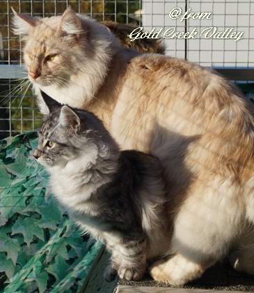 copyright: Karin Ortiz