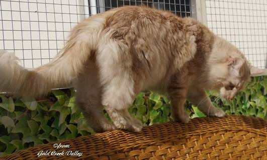 copyright: Karin Ortiz