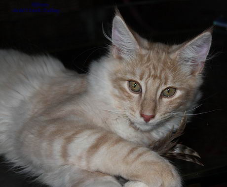 copyright: Karin Ortiz