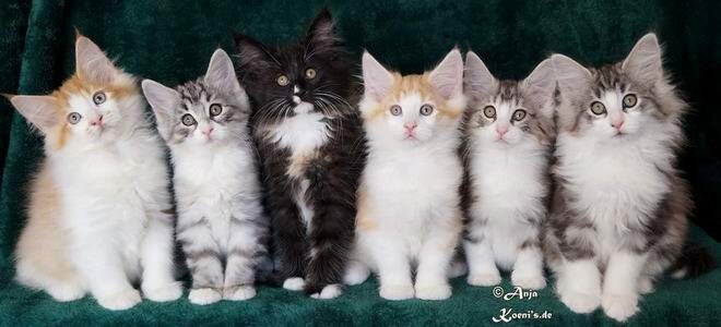 Merlot, Marlon, Marla, Marlin, Mina & Mia - 75 days old