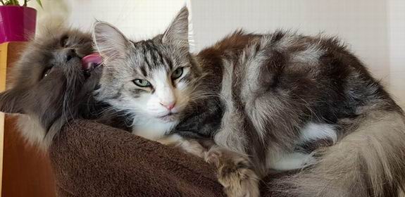 copyright: Fam. Lerch