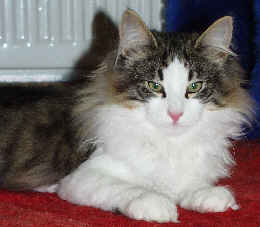 copyright: Anke & Stefan Giehr