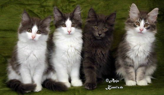 Nourani, Nele, Nanna & Nailani - 86 days old