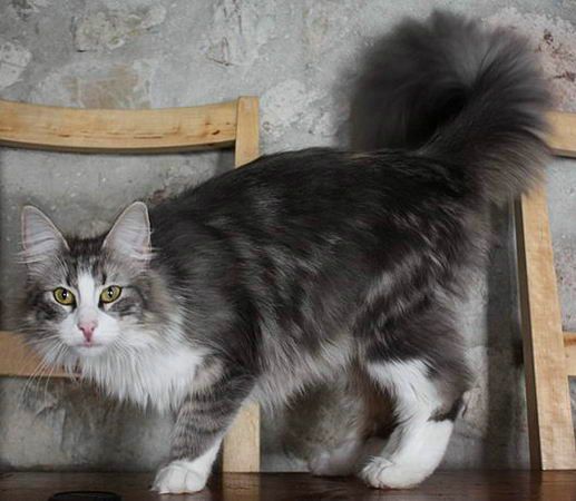 copyright: Karin Ortiz