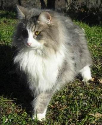 copyright: Monica Rondelli