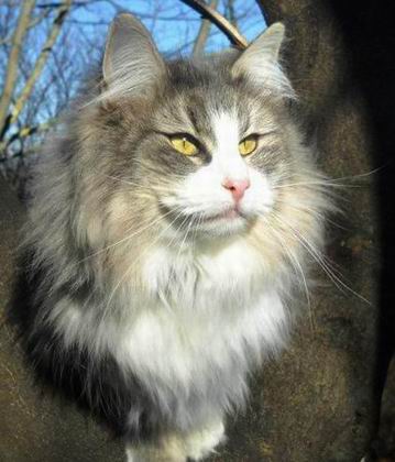 copyright: Monica Rondelli