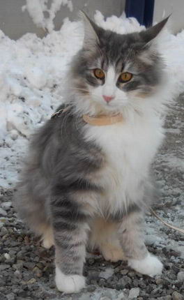 copyright: Monica Rondelli