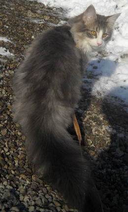 copyright: Monica Rondelli