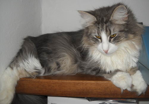 copyright: Monica Rondelli