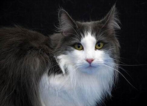 copyright: Gary Chan