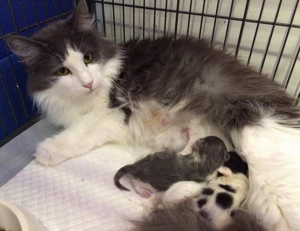 copyright: Gary Chan