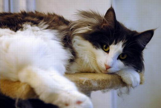 copyright: Gary Chan