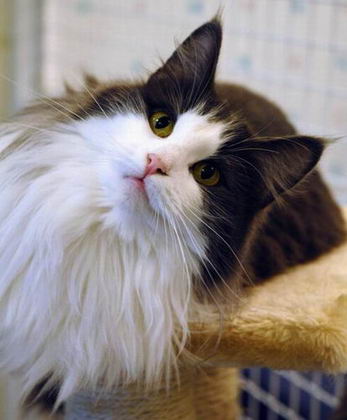 copyright: Gary Chan