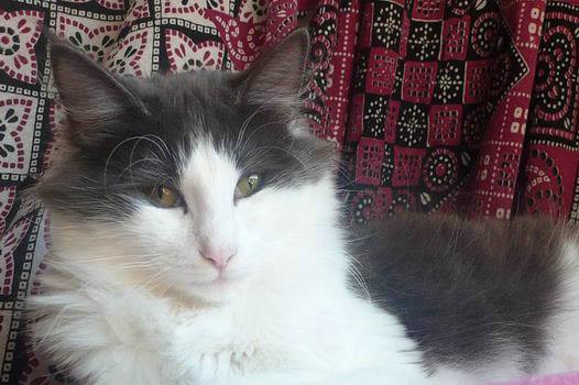 copyright: Delia Roca