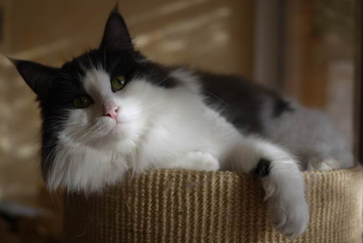 copyright: Delia Roca