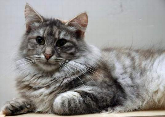 copyright: Gary Chan