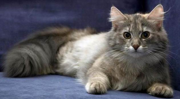 copyright: Gary Chan