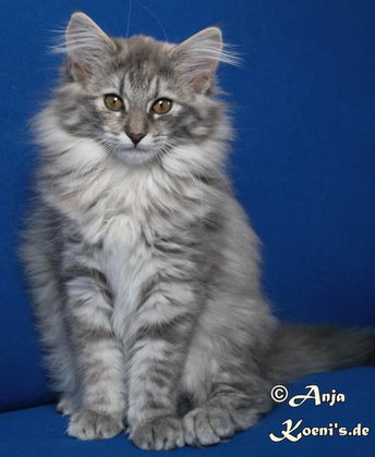 Koeni's Olivia - 12 weeks old