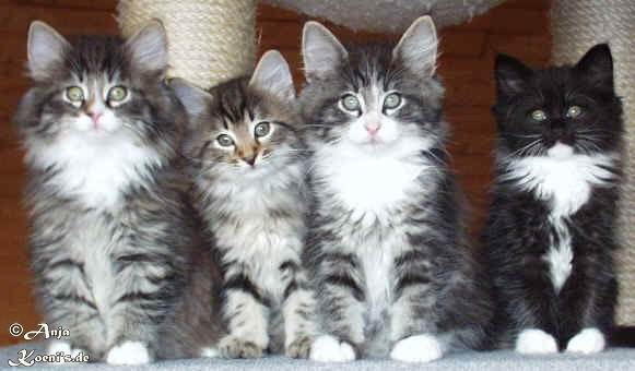Pirat, Percy, Portas & Penelope