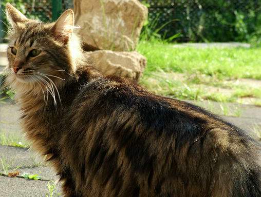 copyright: Fam. Thiel