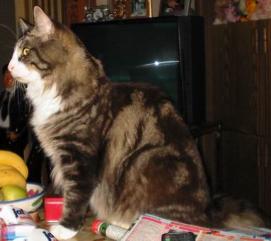 copyright: Fam. Nothbaum