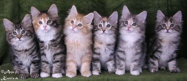 Pamina, Pippa, Peppone, Pauline, Pandora, Penola - 10 weeks old